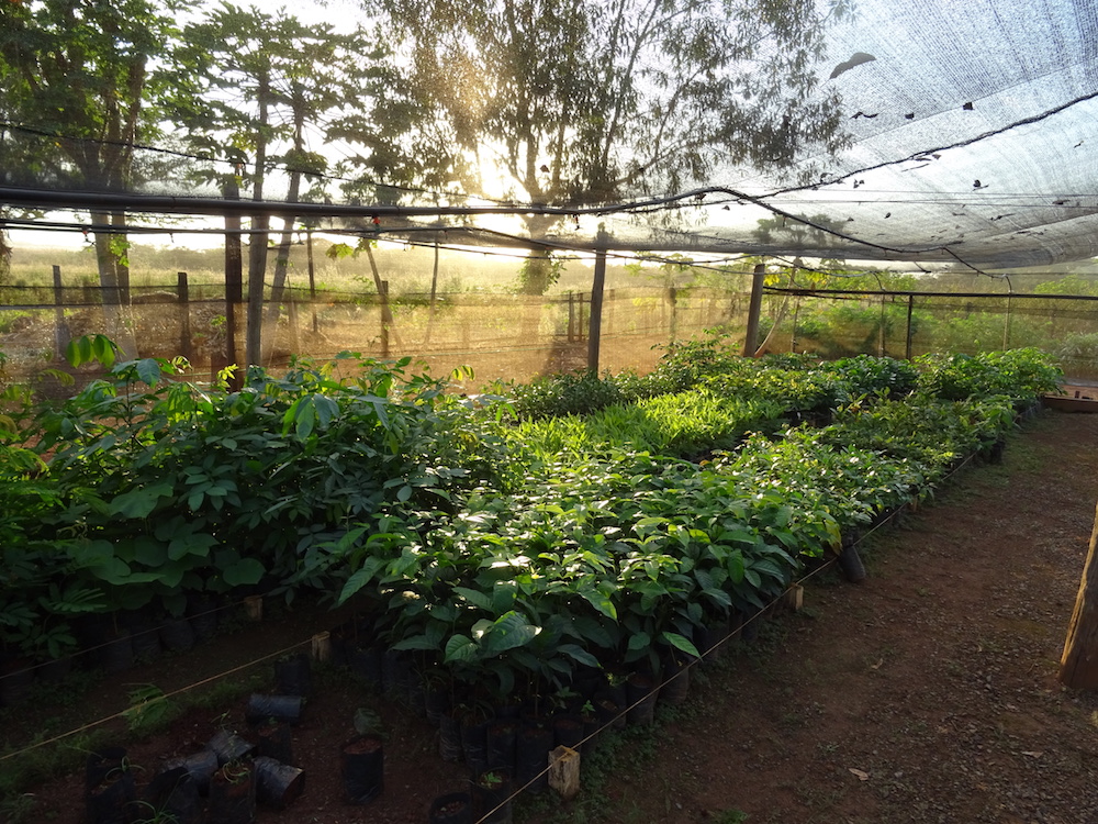 One Tree Planted nursery